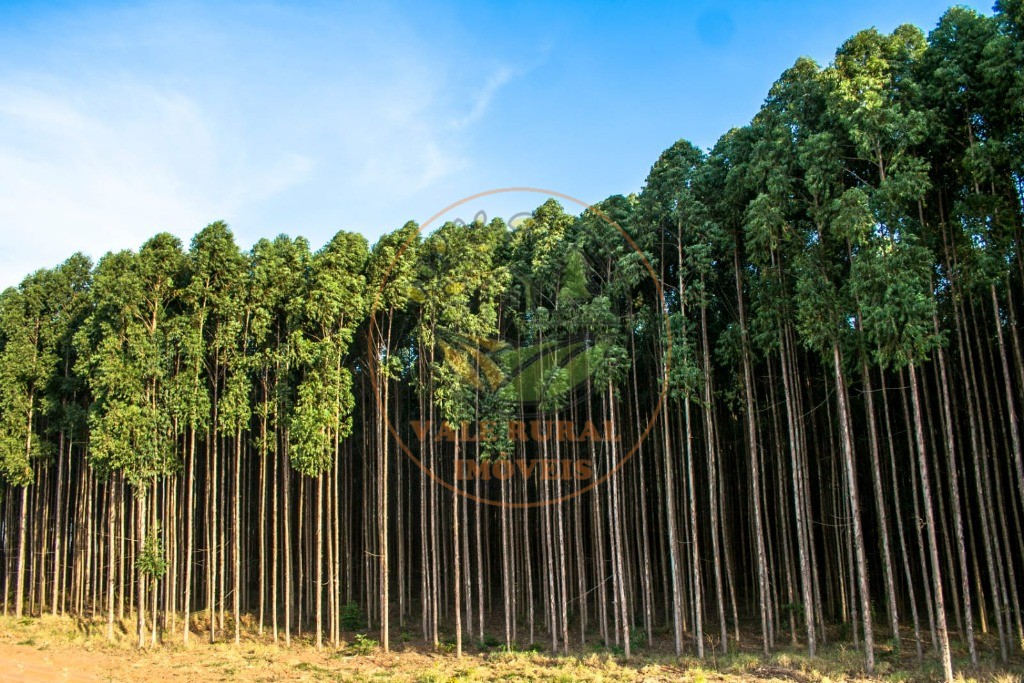 Fazenda, 4 quartos - Foto 5