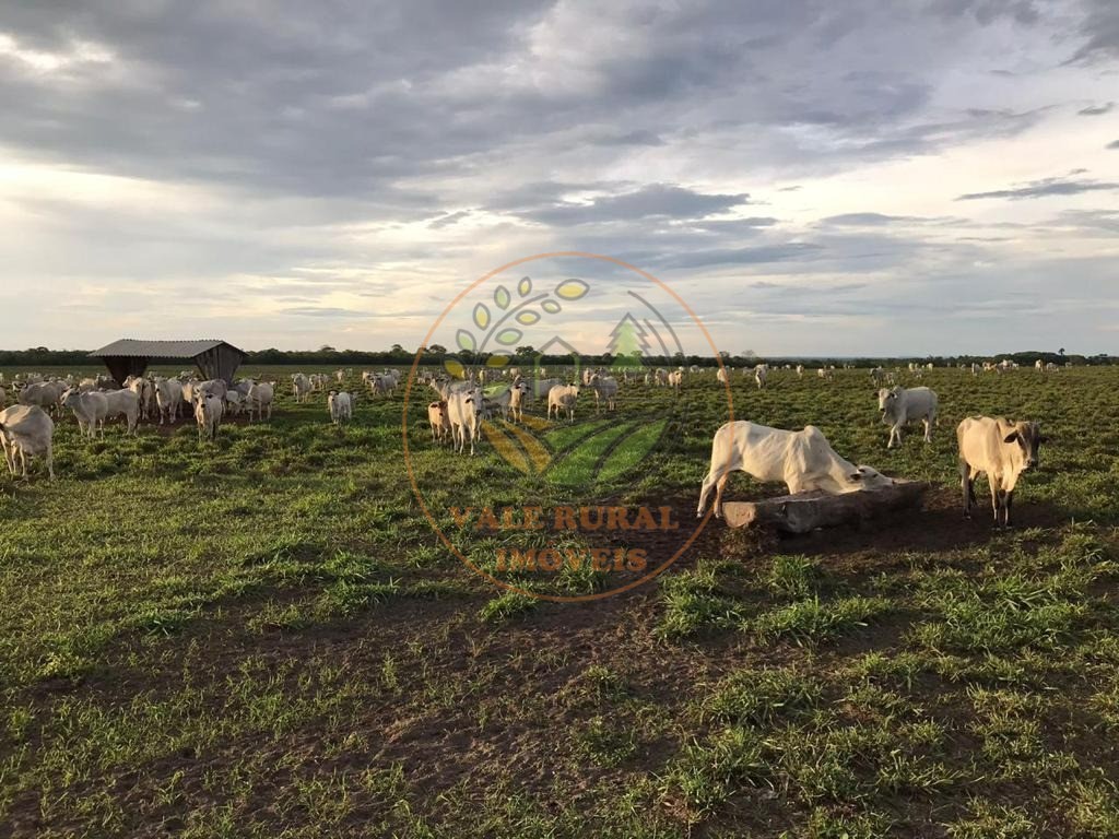Fazenda, 3 quartos - Foto 3