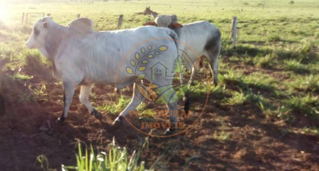 Fazenda, 1 quarto - Foto 7