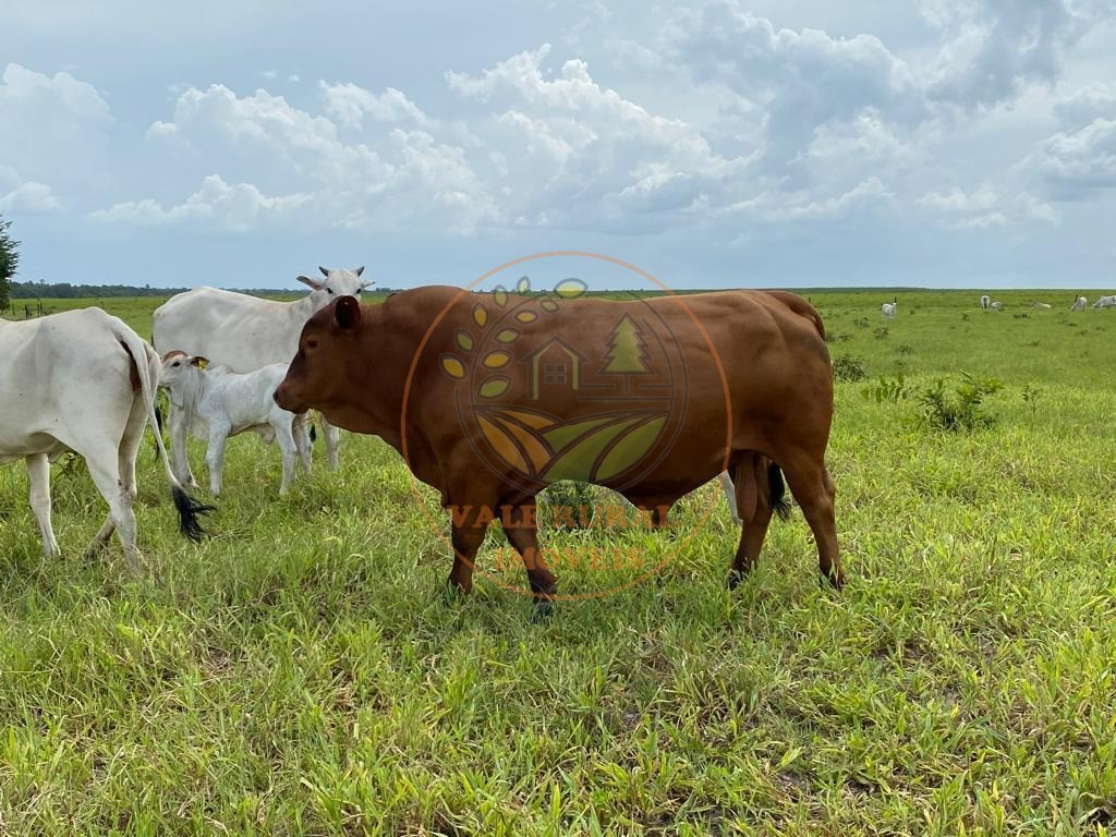 Fazenda, 3 quartos - Foto 4