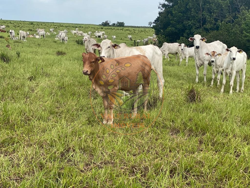 Fazenda, 3 quartos - Foto 6