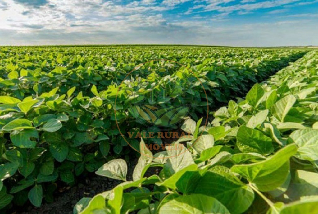 Fazenda - Foto 5