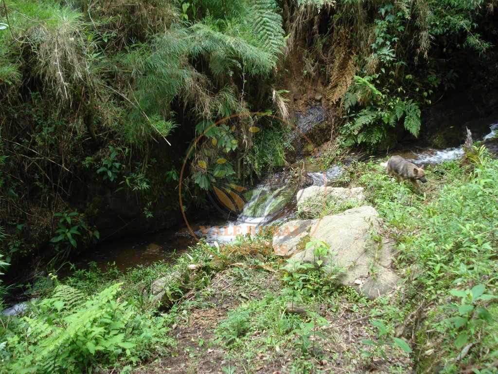 Fazenda - Foto 38