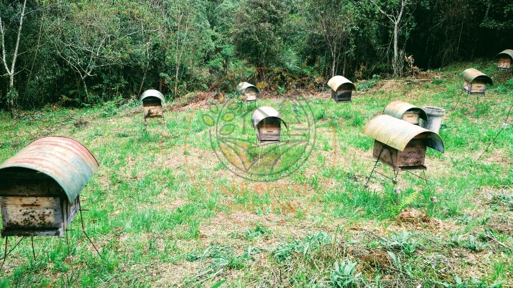 Fazenda - Foto 34