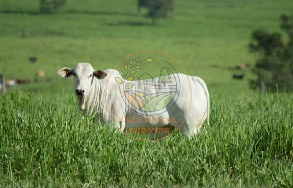 Fazenda, 3 quartos - Foto 56