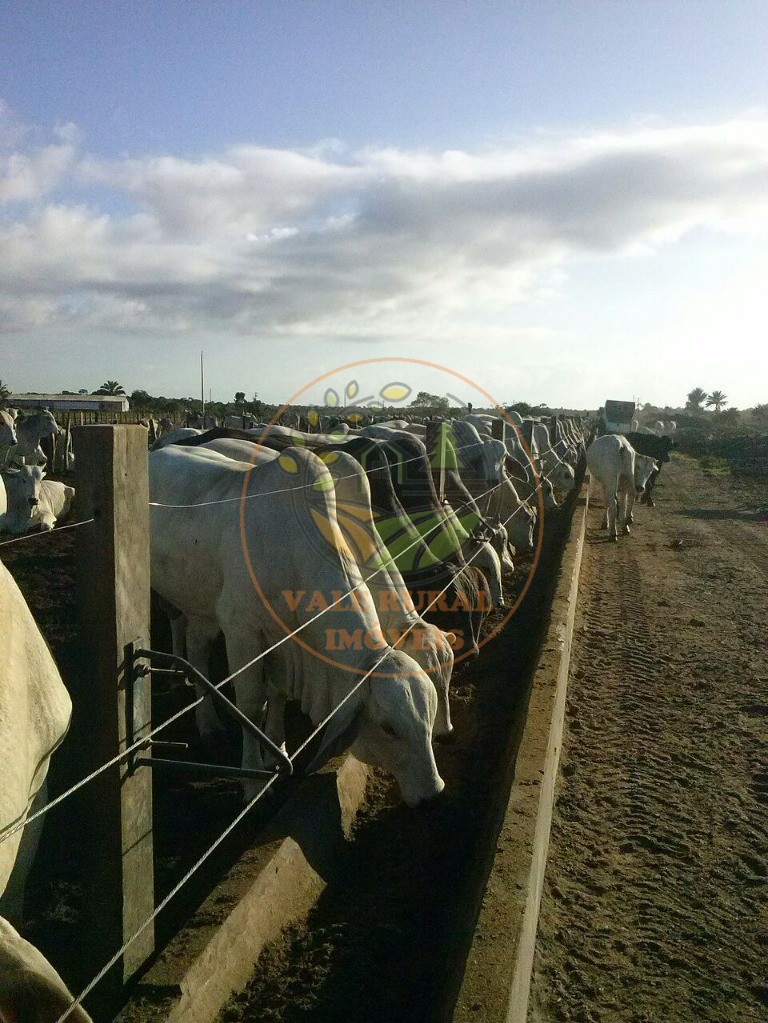Fazenda - Foto 3