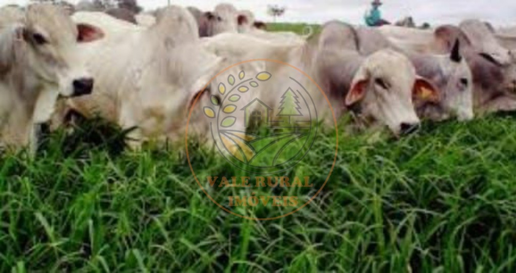 Fazenda - Foto 4