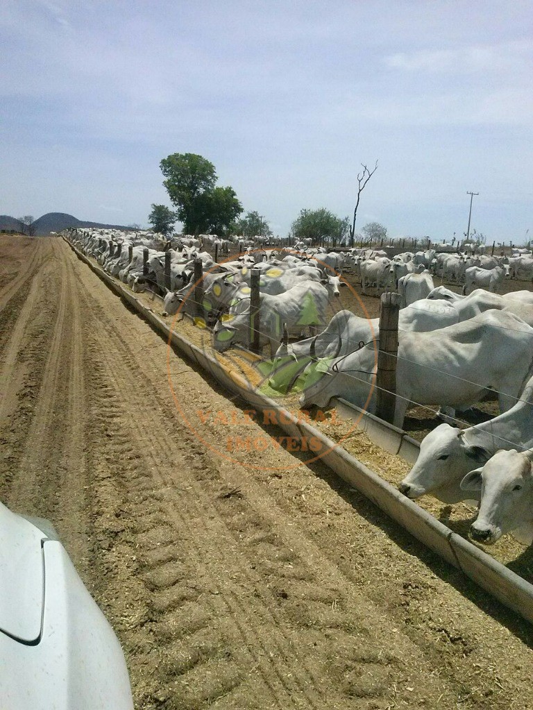 Fazenda - Foto 1