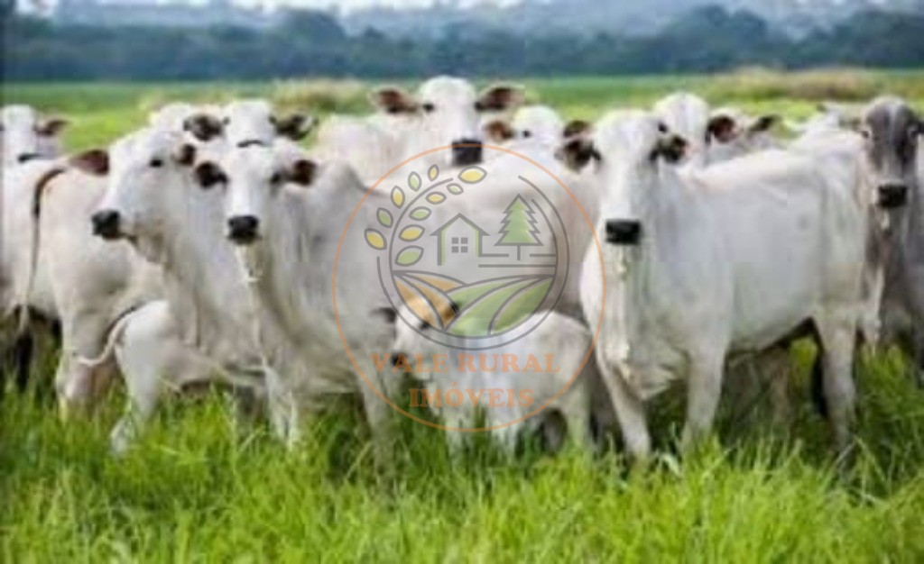 Fazenda - Foto 5