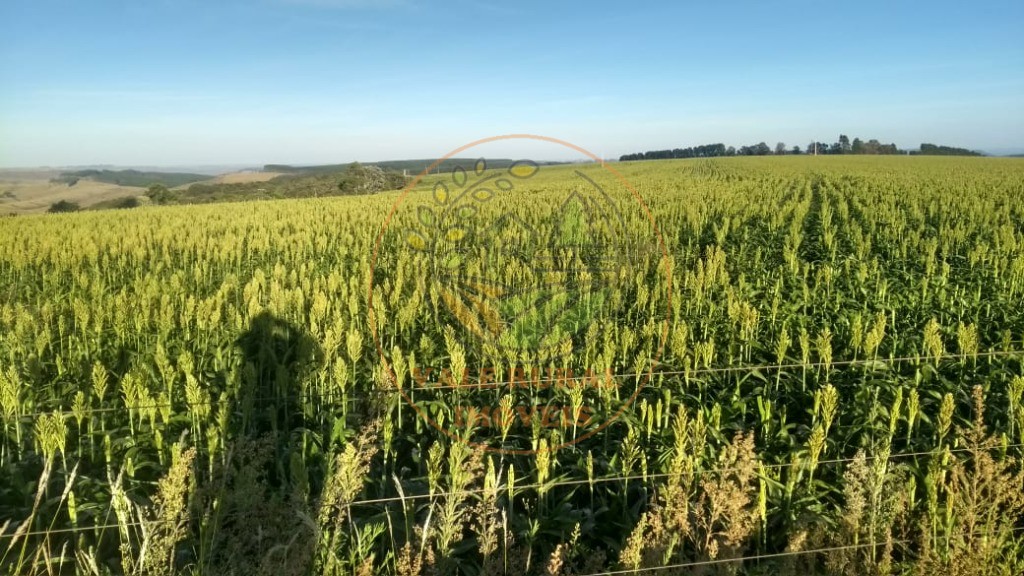Fazenda - Foto 8