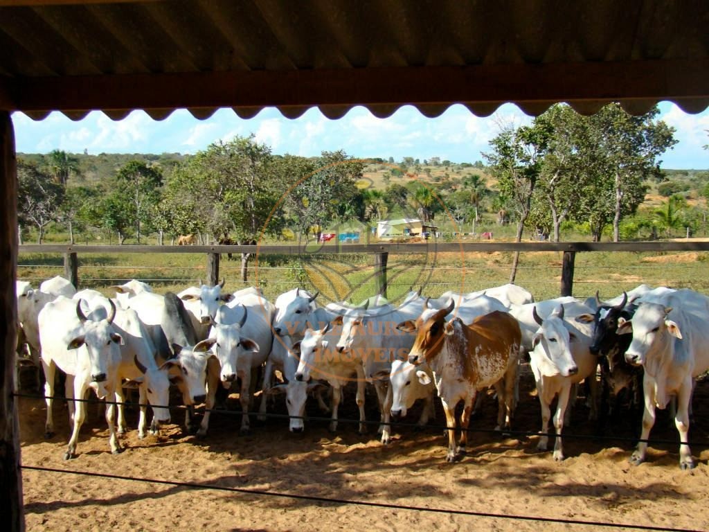 Fazenda, 4 quartos - Foto 8