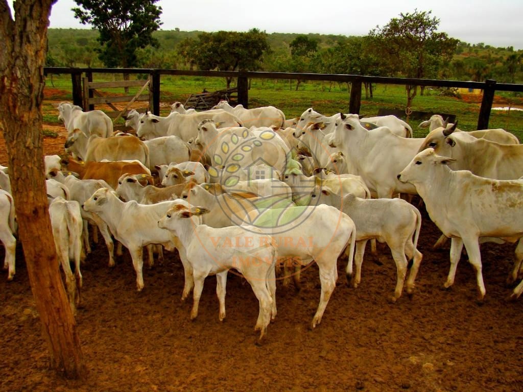 Fazenda, 4 quartos - Foto 7