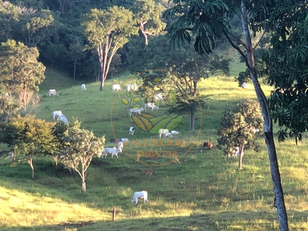Fazenda - Foto 19