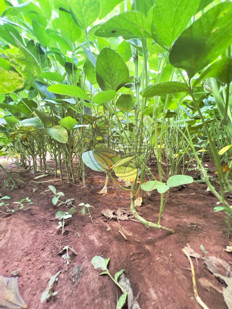Fazenda - Foto 14