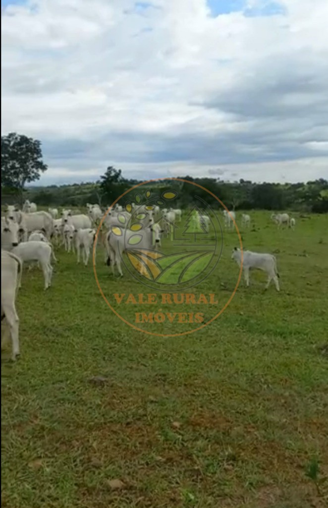 Fazenda - Foto 4