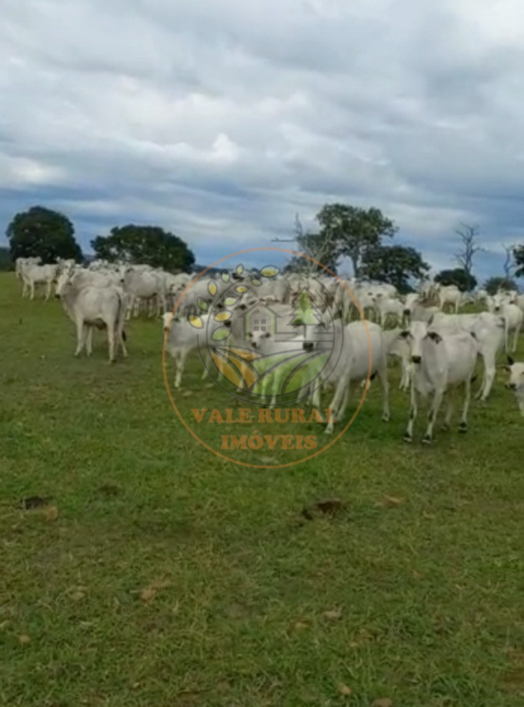 Fazenda - Foto 5