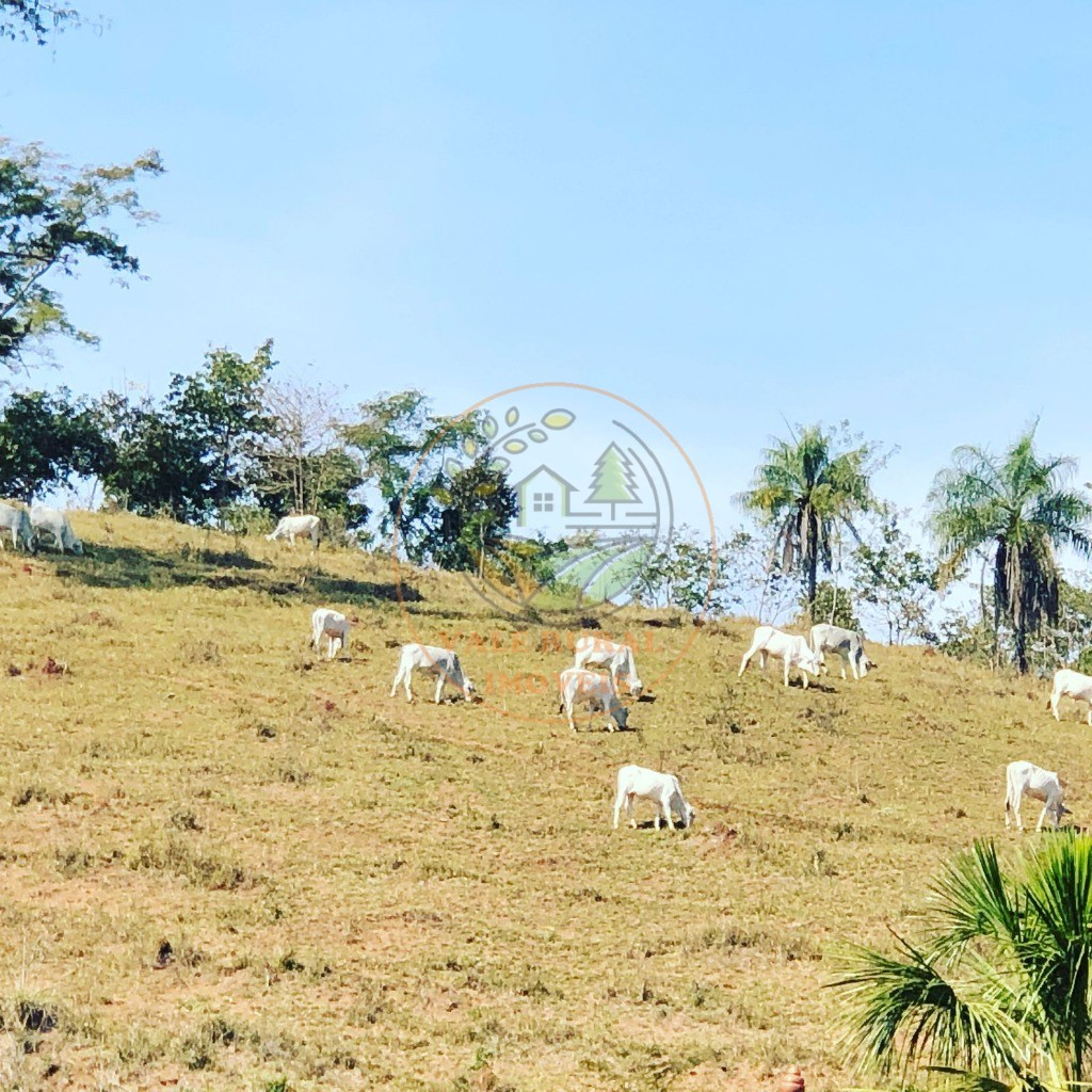 Fazenda - Foto 29