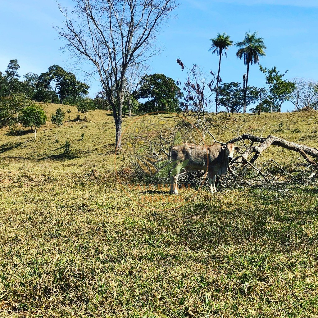 Fazenda - Foto 27