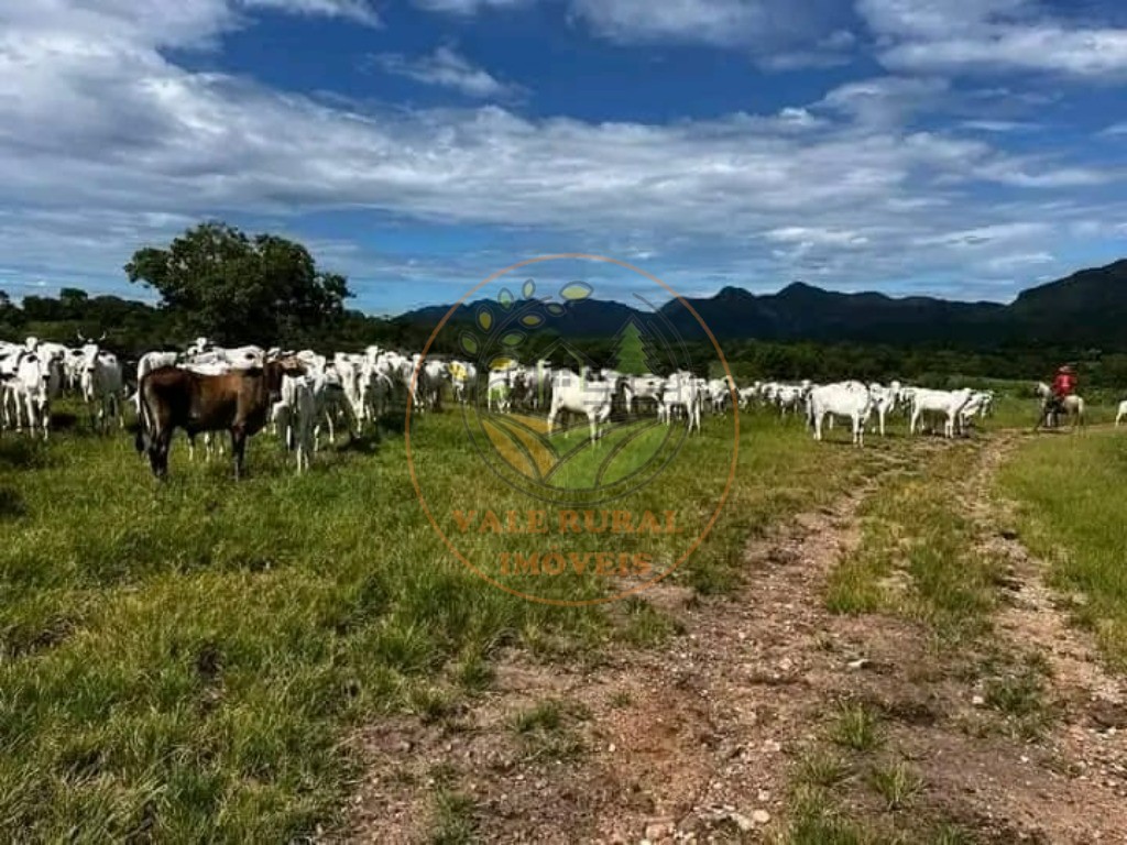 Fazenda - Foto 5