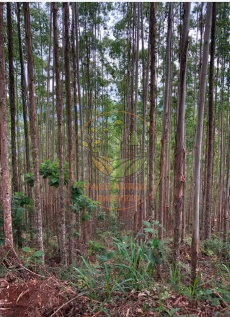 Fazenda - Foto 8