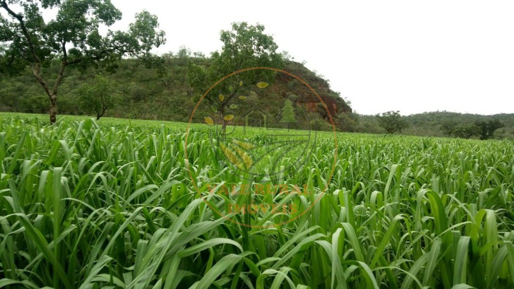 Fazenda - Foto 1