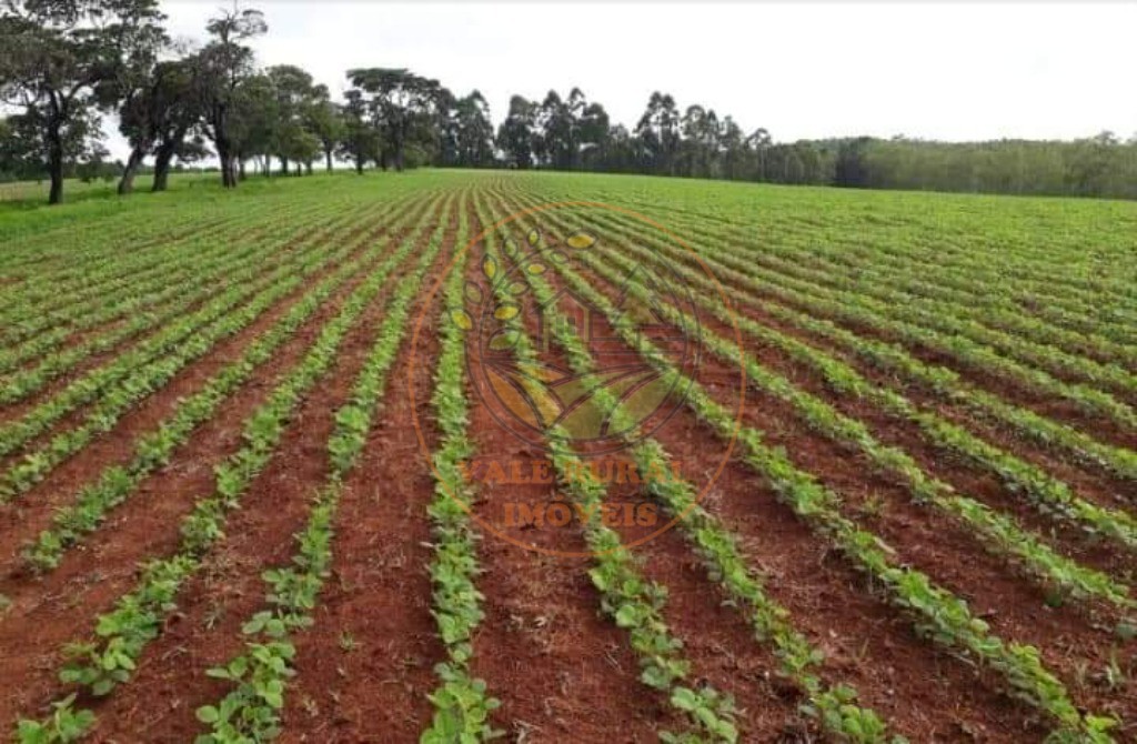 Fazenda, 6 quartos - Foto 6