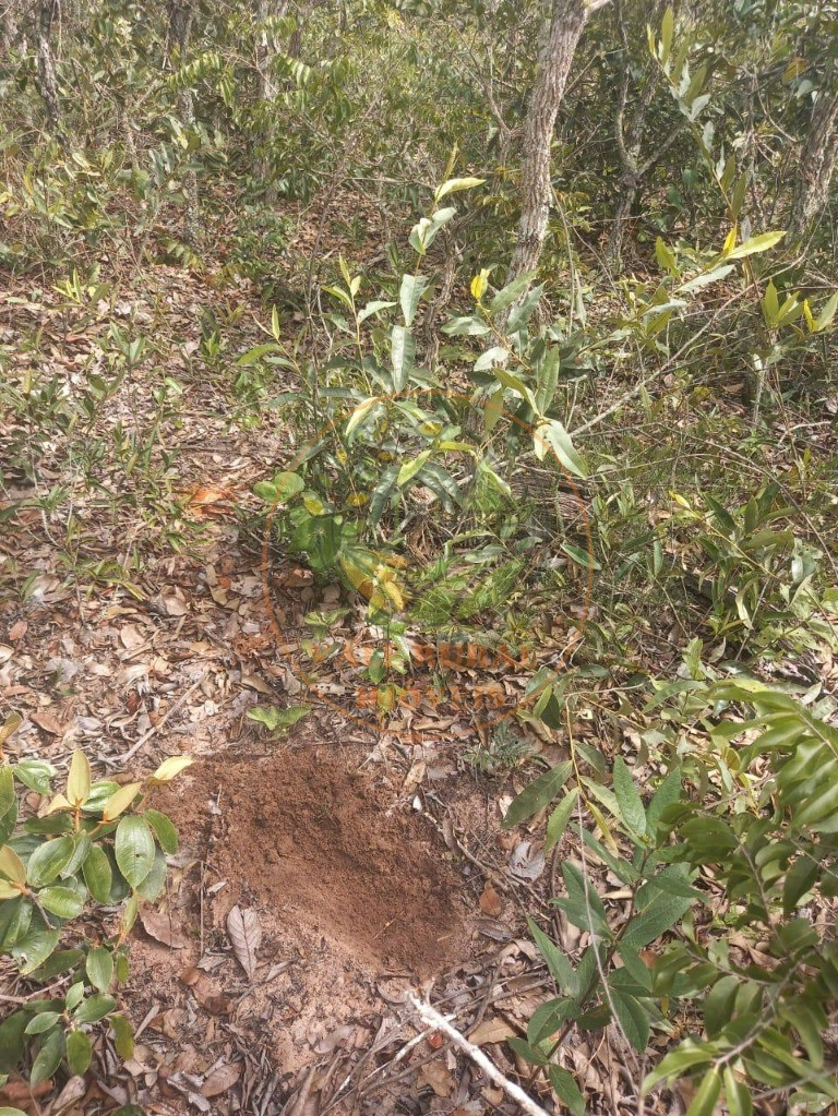 Fazenda - Foto 2