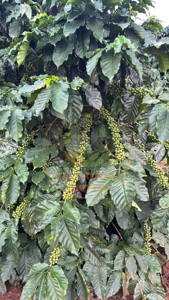 Fazenda - Foto 18