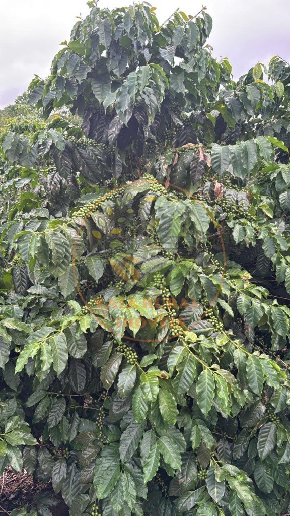 Fazenda - Foto 19