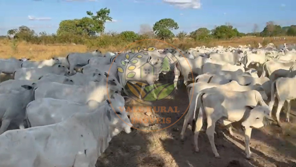 Fazenda - Foto 3