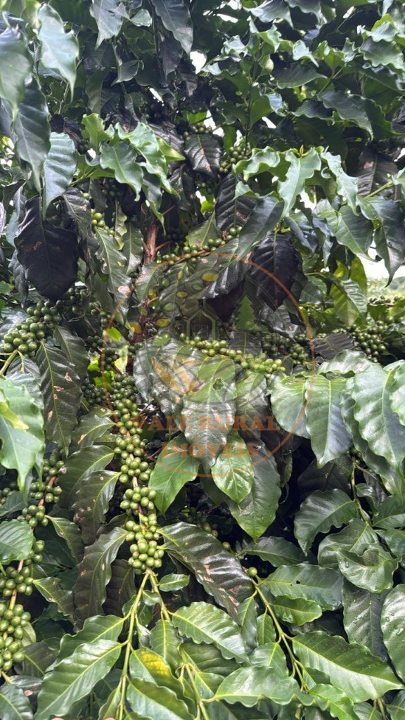 Fazenda - Foto 7