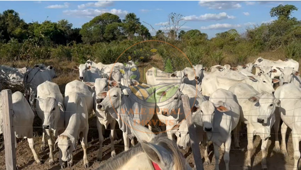 Fazenda - Foto 4