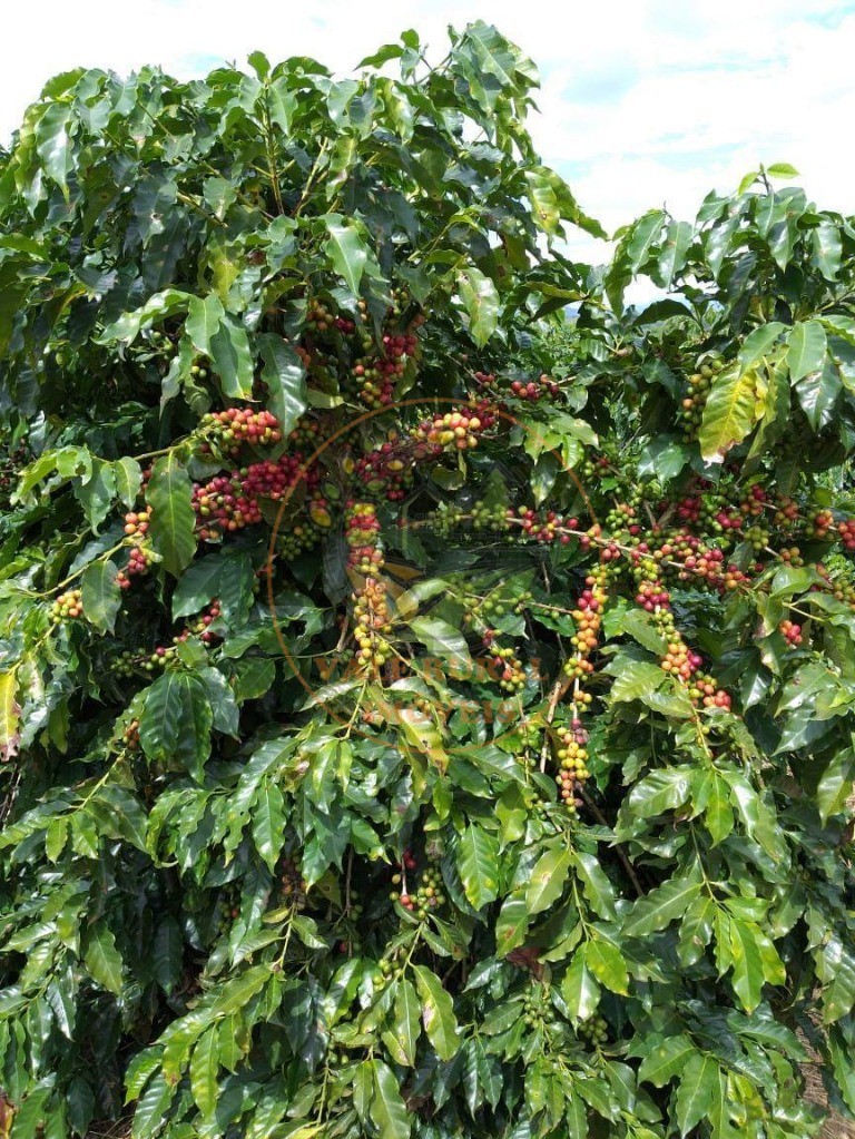 Fazenda - Foto 31