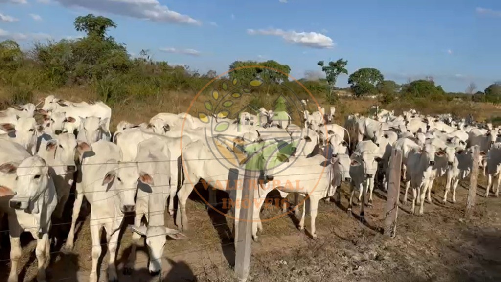 Fazenda - Foto 6