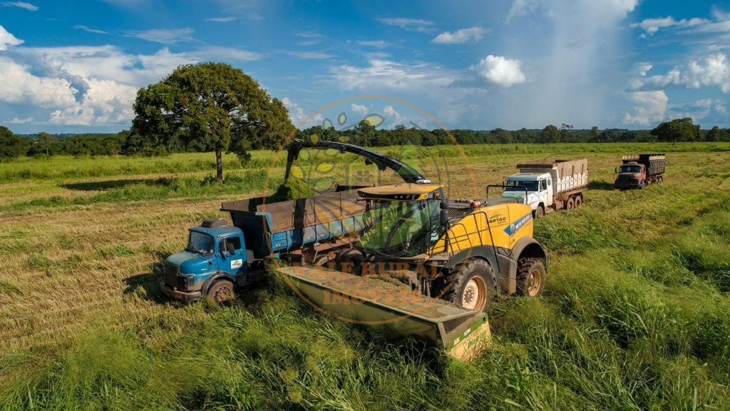 Fazenda - Foto 4