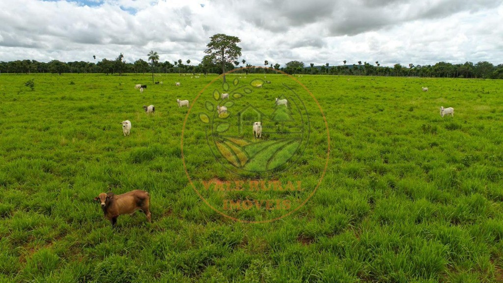 Fazenda - Foto 9