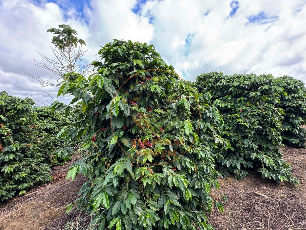 Fazenda, 4 quartos - Foto 2
