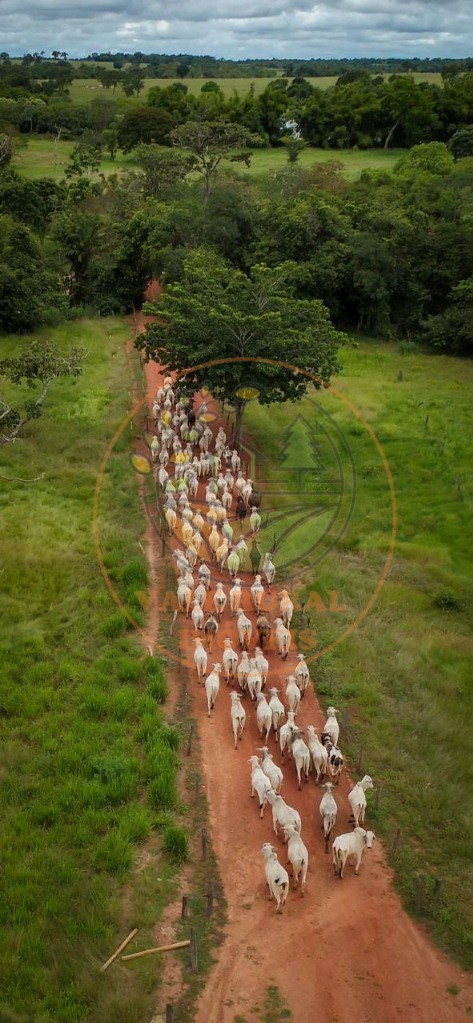 Fazenda - Foto 32