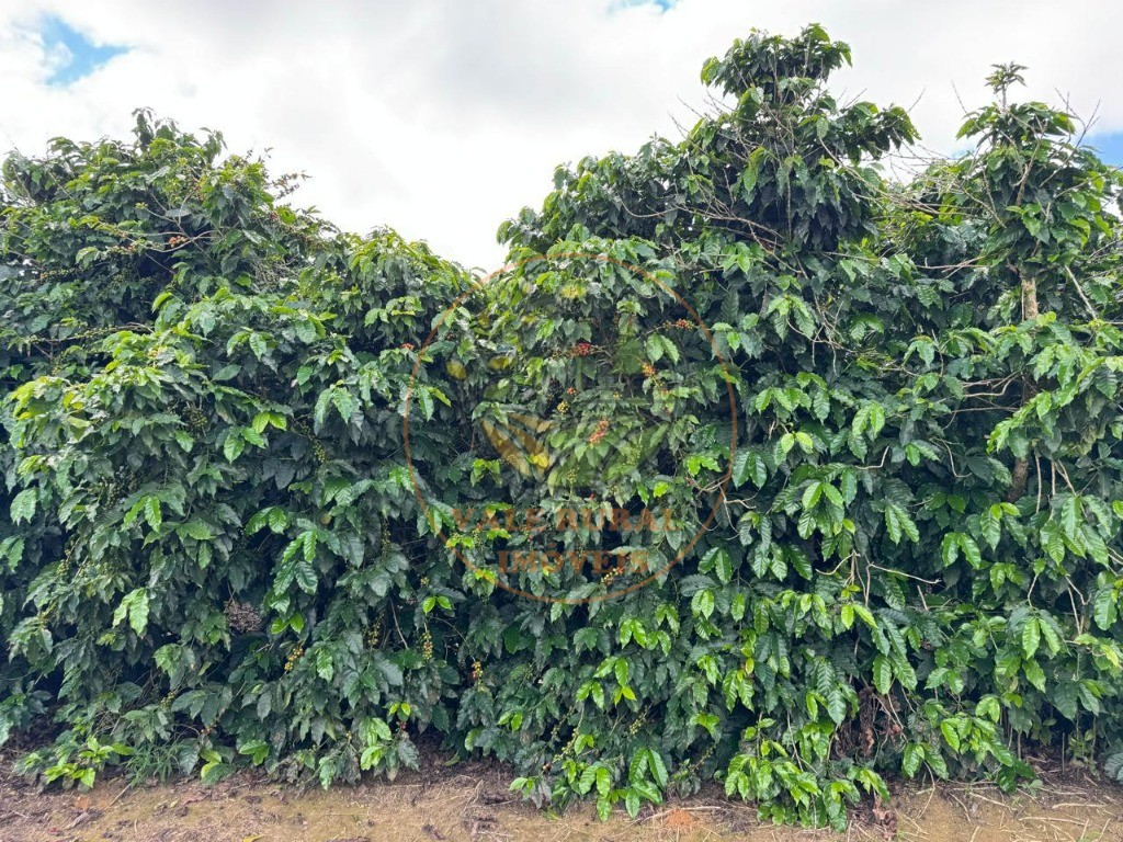 Fazenda, 4 quartos - Foto 13