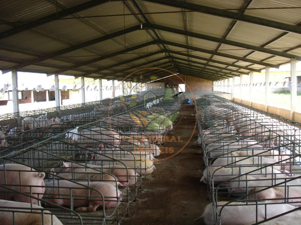Fazenda, 4 quartos - Foto 8