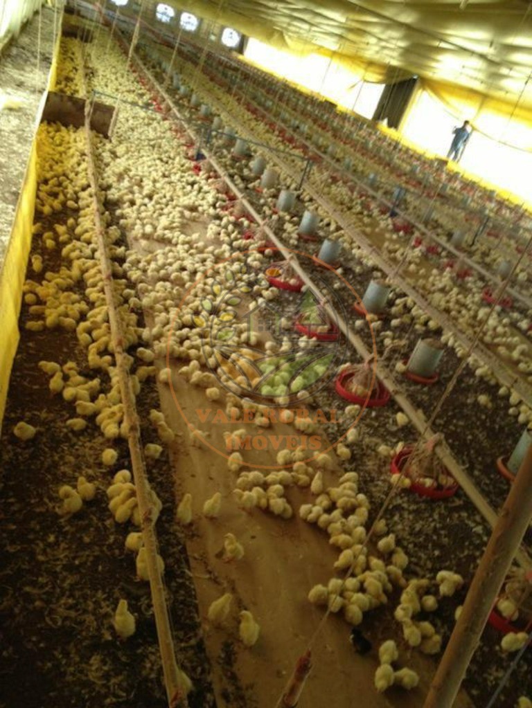 Fazenda, 4 quartos - Foto 15