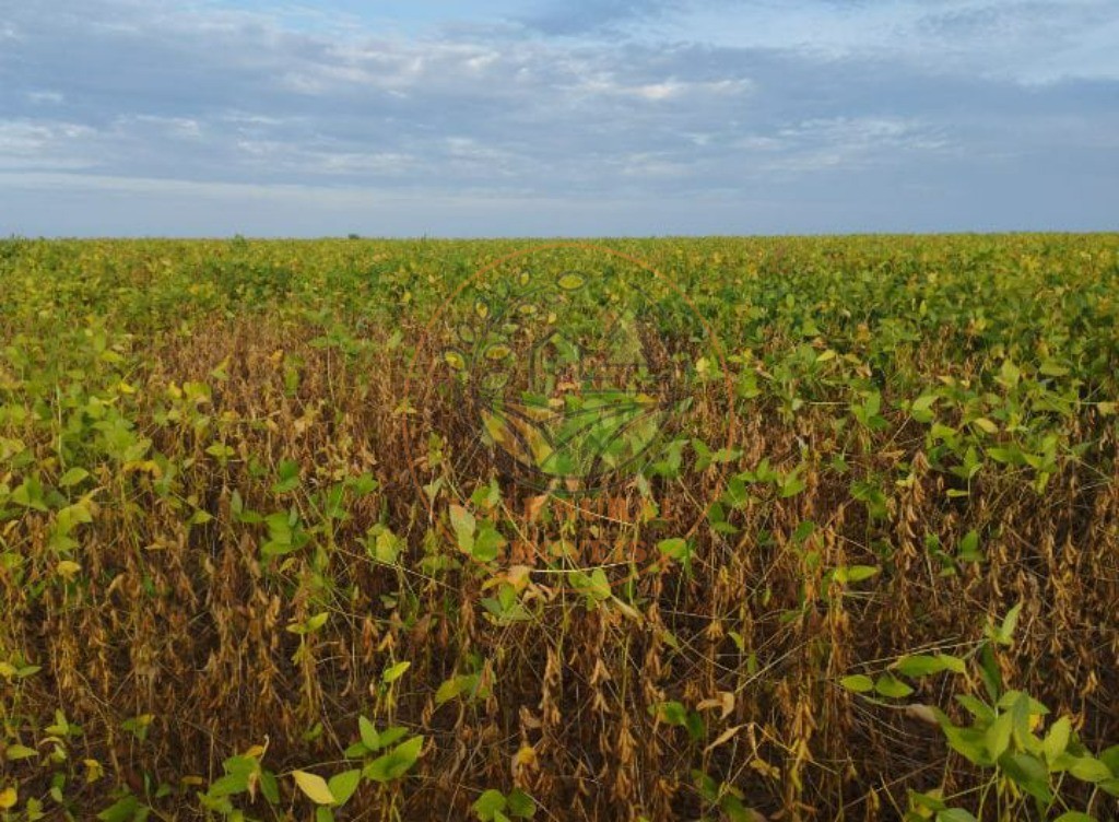 Fazenda - Foto 1