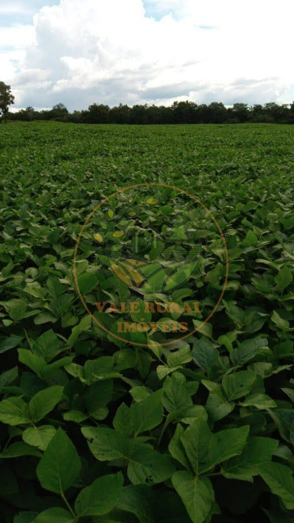 Fazenda - Foto 11