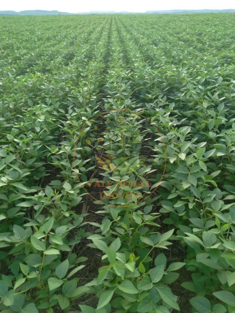 Fazenda - Foto 9