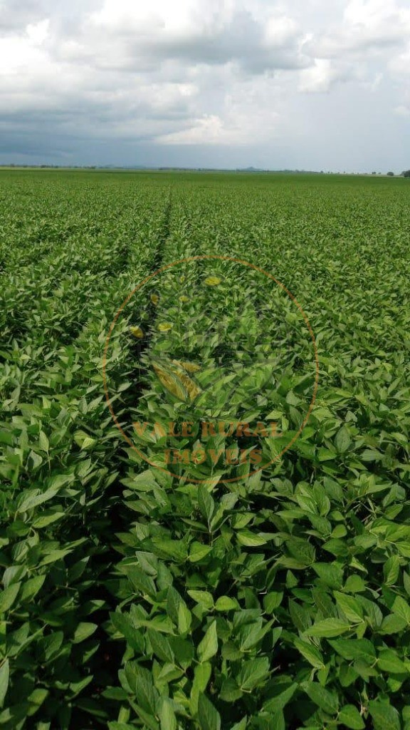 Fazenda - Foto 10