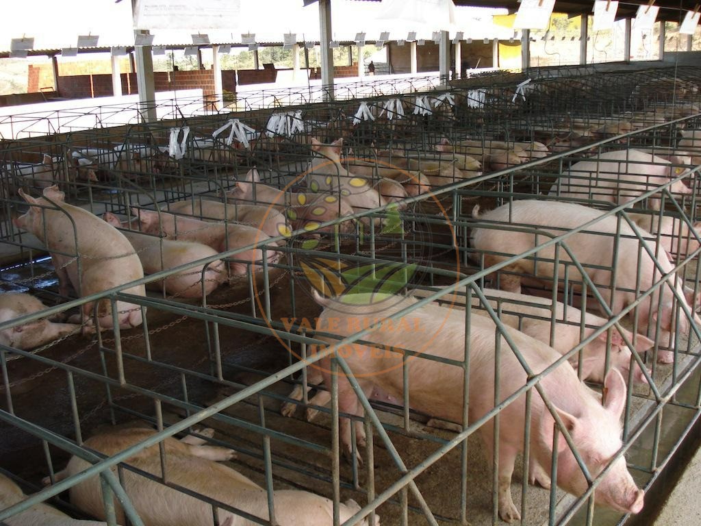 Fazenda, 4 quartos - Foto 7