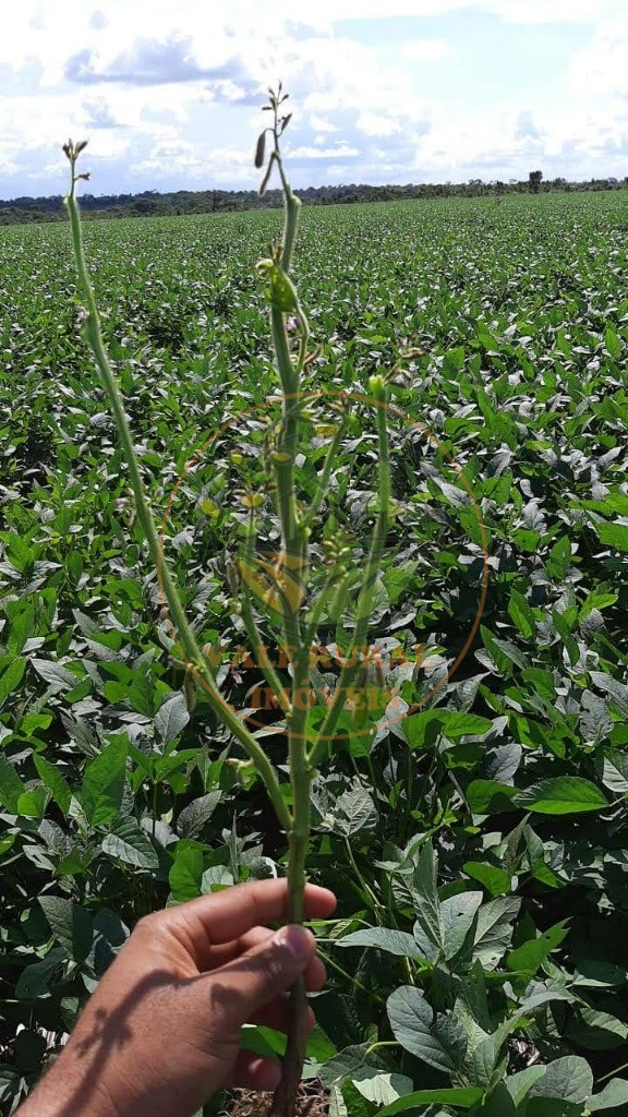 Fazenda - Foto 12