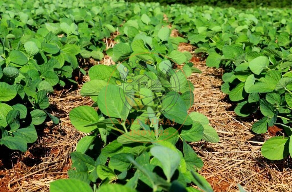 Fazenda - Foto 6