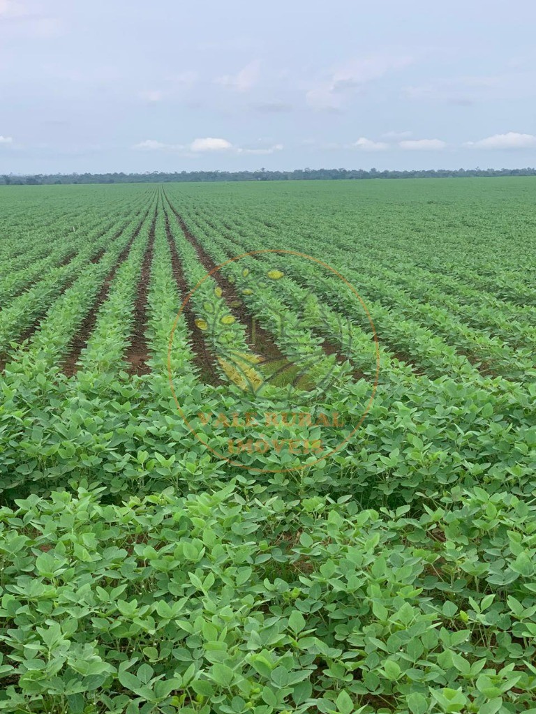 Fazenda - Foto 1