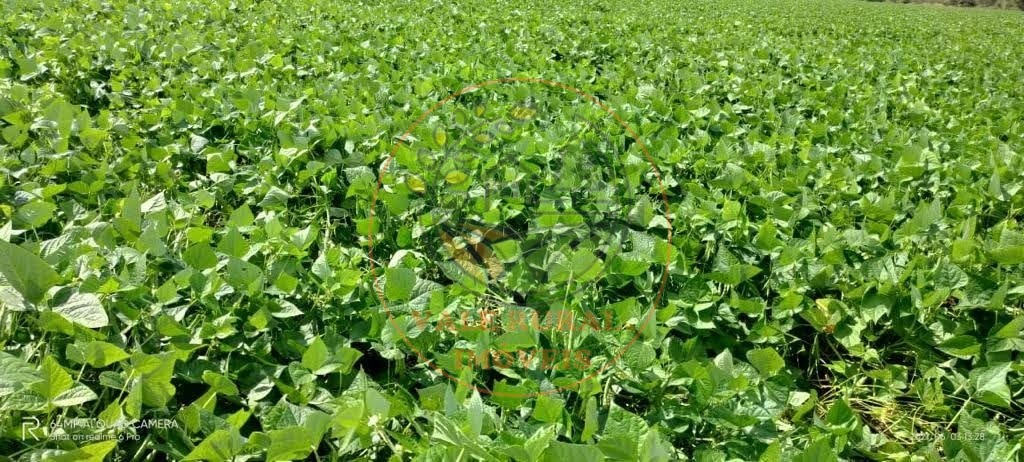 Fazenda - Foto 5